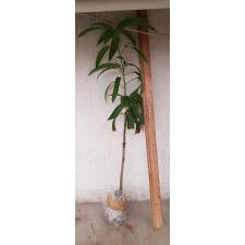 Mangifera indica 'Daeng Jakkapat' (grafted). 192