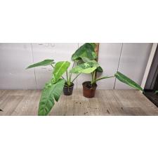Philodendron Jose bruno 