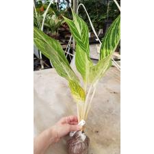 Aglaonema Thong Sumran 68