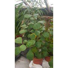 Ficus Deltoidea 'jack' 17 cm pot