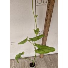 Диоскорея сп / dioscorea sp