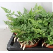Humata Tyermannii