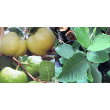 Psidium guajava 'Shui Mi' (seedless) Taiwan 279/1