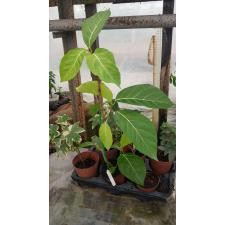 Ficus sp.(T32)'Golden Supreme' 413