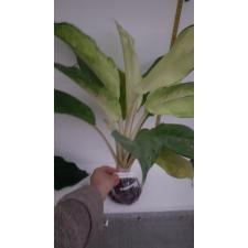 Aglaonema Snow White 123