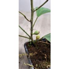 Ficus deltoidea (S)