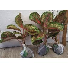 Аглаонема Платинум Карат Компактный / Aglaonema Platinum karat compact