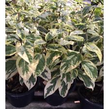 Клеродендрум Томсона, вариегатный / Clerodendron thomsoniae variegata