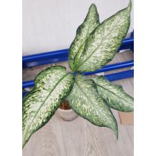 Dieffenbachia P-20 Udomsab стакан