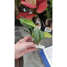 Aglaonema rotundum(F1)(M)55