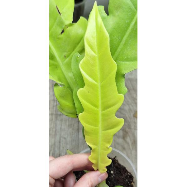 Филодендрон золотой крокодил. / philodendron golden crocodile (S)