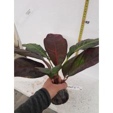 Codiaeum Sawitri 329
