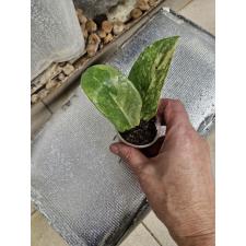 Zamioculcas zamiifolia variegated (big leaf)(yellow var) стаканчик 2 сегмента