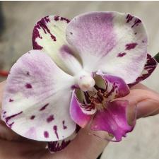 Phalaenopsis Magic Art