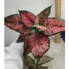 Aglaonema NEW20 Super Pink