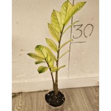 Замиокулкас замифолия Хамелеон / Zamioculcas zamiifolia (Zamioculcas Chameleon)