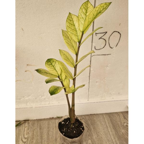 Замиокулкас замифолия Хамелеон / Zamioculcas zamiifolia (Zamioculcas Chameleon)