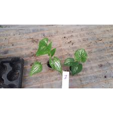 Caladium 30.04 a-7