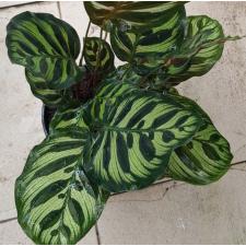 Calathea Makoyana 14 cm