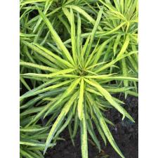 Osmoxylon lineare variegated