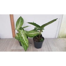 Алоказия линдении (Ксантоса Линдении) / Alocasia lindenii (Xanthosoma lindenii) 1500p