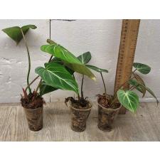 Philodendron gloriosum × sib pot 