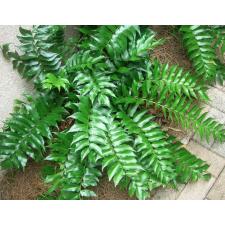 Cyrtomium Falcatum