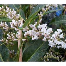 Hardenbergia