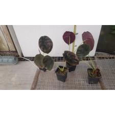 Alocasia Cuprea Red Secret молодые