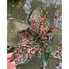 Aglaonema Rub Ngern Rub Thong (big leaf) 58