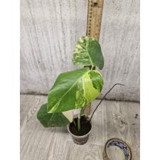 Monstera - Aurea (Yellow variegated) S стакан