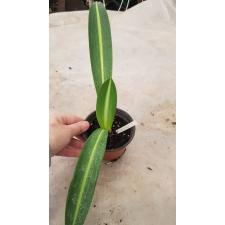 hippeastrum reticulatum