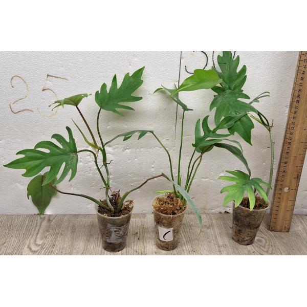 Филодендрон Майо / Philodendron mayoi 