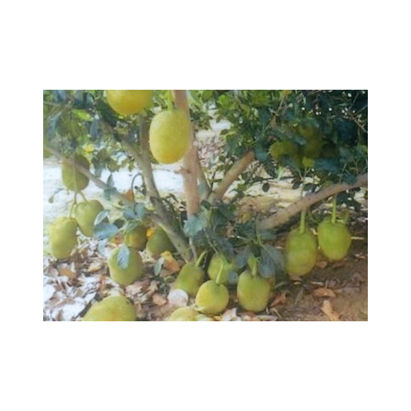 Артокарпус разнолистный ‘Петч Дамронк’ (привитый) / Artocarpus heterophyllus 'Petch Damronk' (grafted).