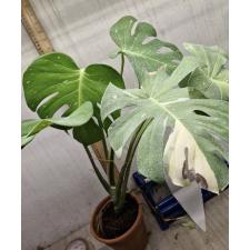 monstera sp. thai con pot L 2200p