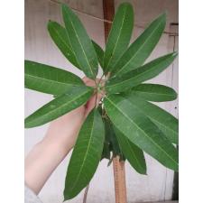 Mangifera indica 'Daeng Jakkapat' (grafted). 192