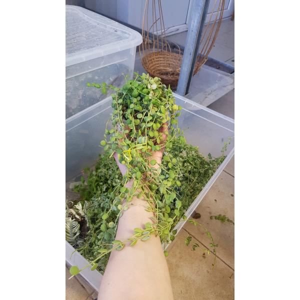 Дисхидия нуммулариоидес (Плоский лист) / Dischidia nummularioides (flat leaf)