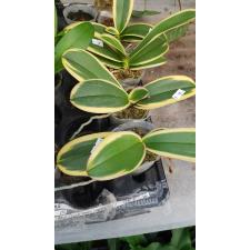 Phal. Chia E Yenlin (variegata) 2.5'' B31 octob