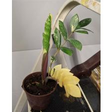 Zamioculcas zamiifolia variegated (short leaf)
