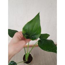 Alocasia cucullata var pot 