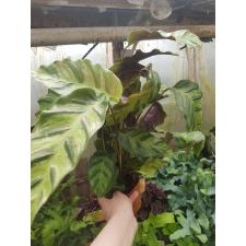 calathea louisae 12 cm pot