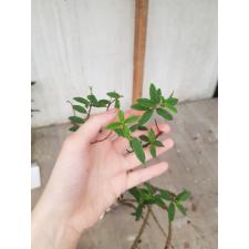 Psidium Super Dwarf (not wavy leaf) 280