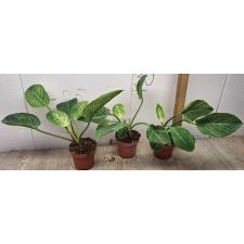 Philodendron birkin
