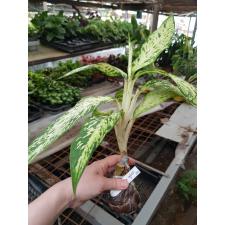 Dieffenbachia Star Bright 371 dekabr