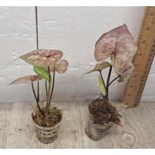 Caladium sp CC-4