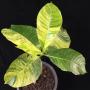 Gardenia sootepensis variegated (grafted).