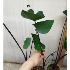 colocasia coffee cups стакан
