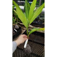 Codiaeum Mortii 288