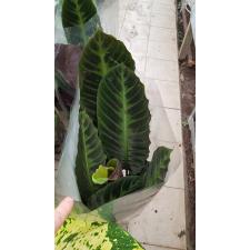 Calathea Warscewiczii 19 cm pot