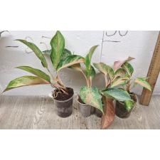 Aglaonema Amor A-17 уценка